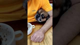Очень Кушать Хочется! Хитрый  Французский Бульдог Марсель