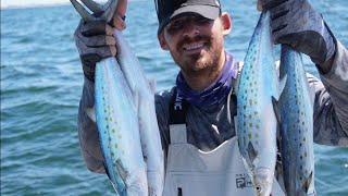 finding the glass minnow run. west coast fall fishing in tampa bay