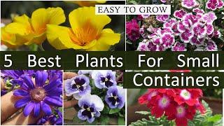 5 Best Winter Flowering Plants For Small Pots , Easy to Grow Winter Flowers for Small Containers.