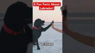 5 Fun Facts About Labradors You’ll Love!