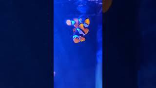 Sandy & Mandy #reef #aquarium #reefaddict #reeflife #coral #nemo #marinetank #trending #fish #best #