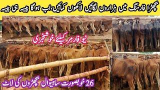 Good News !! Vacha Farming Business in Pakistan | Business Ideas -How to Start Business -Bilal Farm