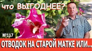 Пчелы. Выгодно ли делать отводок на старой матке? А на молодой? Пчеловодство и Пчеловод, разбираемся