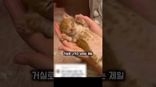 집사에게 도움요청하는 고양이