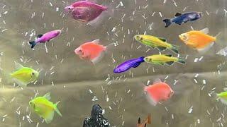 Can you keep Glofish tetra and Glofish danios? Can GloFish zebra and GloFish tetras live together?