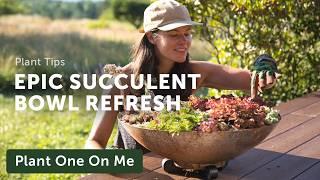 COLD-HARDY SUCCULENT Planter Refresh (with Special Guests) — Ep. 383