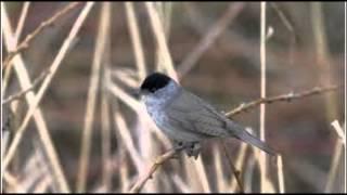 Blackcap Bird Call Bird Song