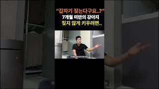 새끼 강아지 짖지 않게 키우는 방법 (경계성 짖음)