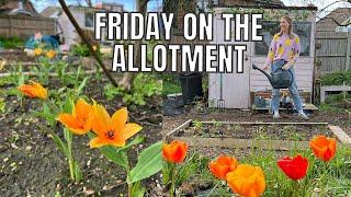A FRIDAY ON THE ALLOTMENT PLOT / ALLOTMENT GARDENING FOR BEGINNERS