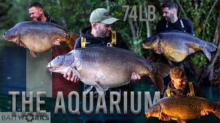 The Aquarium - Autumn 2024 - French Carp Fishing