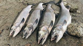 Bank Fishing for River COHO Salmon with Spoons, Jigs and Soft Beads