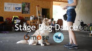 STAGE DOG DANCING || The flash dogs chez Os'mose