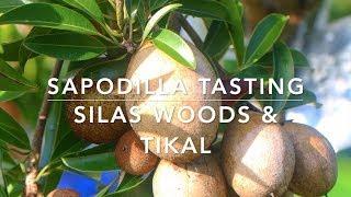 Best Tasting Sapodilla Fruit? - Silas Woods & Tikal