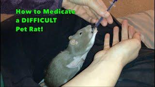 How to Medicate a Difficult Pet Rat