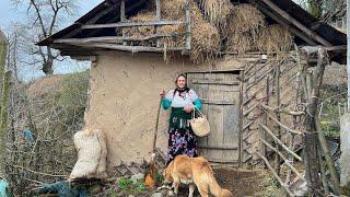 Village life Cooking Eggplant Dolme on the Stove