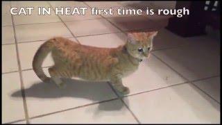 Cat First Heat Cycle - HELP