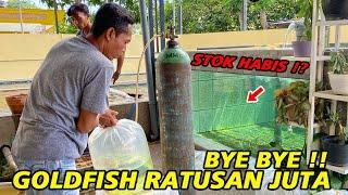 Stok Mas Koki Habis ⁉ Pengiriman Ikan Ratusan Juta Maya Rizka Goldfish Ke Singapore