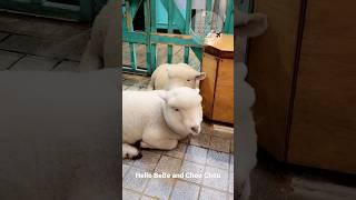 Visiting Seoul's Fluffy White Sheep Cafe @thanks_nature_cafe_