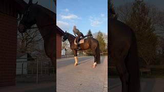 Let’s ride  #horse #equestrian #viral #horseriding