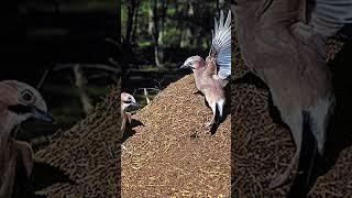 In der neuen Dauerausstellung "Natur + Medizin" erwarten euch clevere Vögel! 