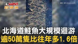 CTWANT 國際新聞 / 北海道鮭魚大規模迴游　逾50萬隻比往年多1.6倍