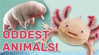 Oddest Animals: Weird and wacky adaptations! Guinness World Records Wild Things