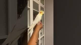 Cockatiel singing opera Libiamo ne' lieti calici