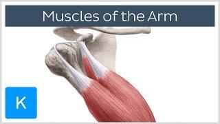 Muscles of the arm - Origin, Insertion & Innervation -  Human Anatomy | Kenhub