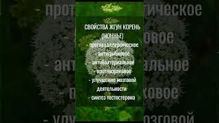 ЛЕКАРСТВЕННЫЕ ТРАВЫ СОСТАВ ХЕМОХИМ АТОМИ БОРОЗДОПЛОДНИК ЖГУН КОРЕНЬ МОННЬЕ #ATOMY #ЗДОРОВЬЕ #shots