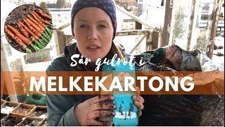 Så gulrot i melkekartong