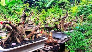 REVIEW HARGA BONSAI AKHIR TAHUN LUMAJANG