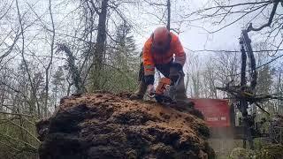 Harvest of a large poplar tuber. Three tons of wood despite the large hole.