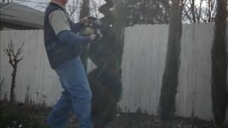 How to prune a topiary spiral shrub DIY