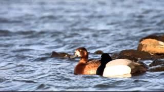 Fuligule milouinan / Greater Scaup / Aythya marila