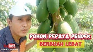 Pohon Pepaya Pendek Berbuah Lebat