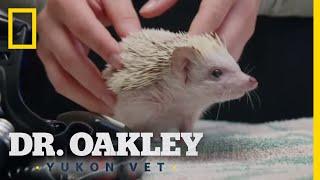 A Hedgehog Check-Up | Dr. Oakley, Yukon Vet