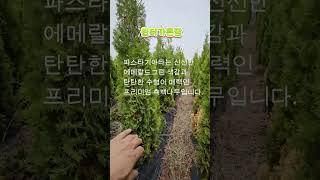 에메랄드그린 파스타기아타 1.8~2.1m 판매합니다! 화성나무농장 유럽 정원수