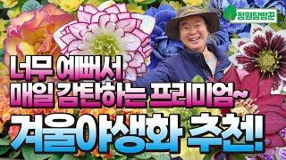 화려함에 반해버리는 겨울 야생화 끝판왕! 발레리나앵초, 크리스마스로즈 키우기 총정리