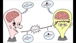 PNL- Programmazione neuro linguistica