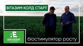 Внесення біостимулятору росту ВІТАЗИМ КОЛД СТАРТ для підвищення стресостійкості рослин. Озимий ріпак