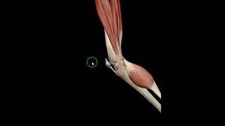 Knee flexion - @physio4home #anatomy #3d #animation #hip |  @physio4home ​