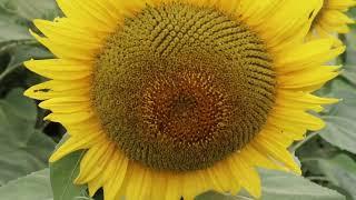 Sunflower Field 2024  Canada