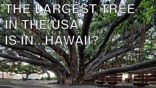 The Biggest Tree in the United States of America is in Hawaii? | Something I Found Interesting