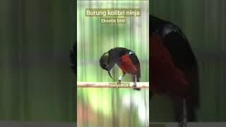 PANCINGAN KONIN BAHAN AGAR CEPAT GACOR BURUNG ASLI INDONESIA EKSOTIS BIRD