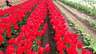 США. Pinocchio tulips/Сорт тюльпана Пиннокио, Salem, OR