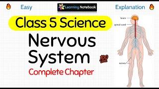 Class 5 Science Nervous System