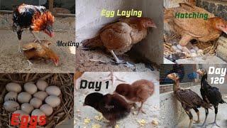 Aseel Chicks Breeding Process || Day 1 To 120 Days Growing Day by Day