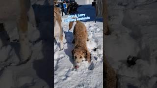 Akipoo is playing in snow #dog #dogs #shortvideo #shorts #short