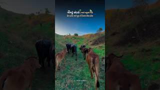 villege life  #villege #gamdu #cow #buffalo #animals