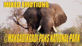 Botswana Overland Part 3 | Mixed Emotions at Makgadikgadi Pans National Park